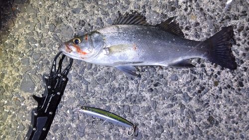 セイゴ（マルスズキ）の釣果