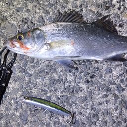 セイゴ（マルスズキ）