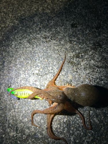 タコの釣果