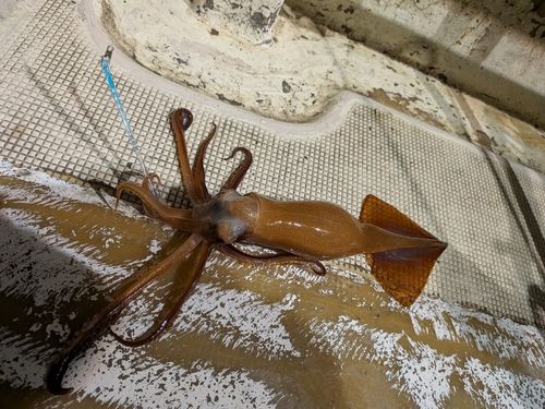 スルメイカの釣果