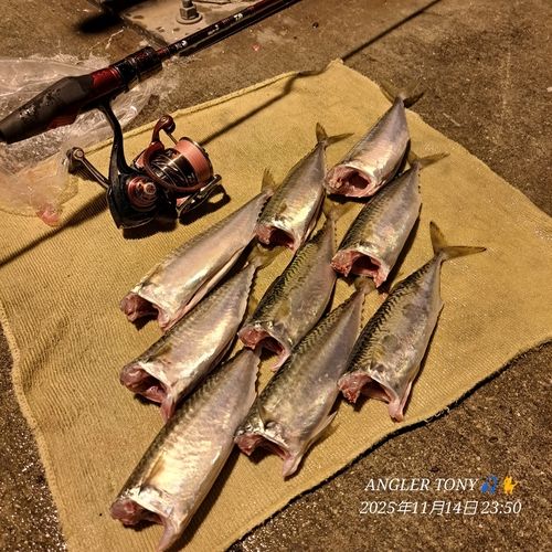 サバの釣果
