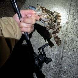 タケノコメバル