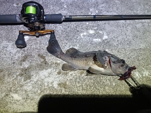 クロソイの釣果