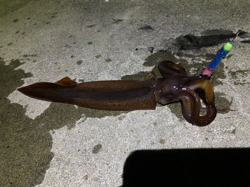 三陸海岸（岩手）