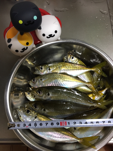 アジの釣果