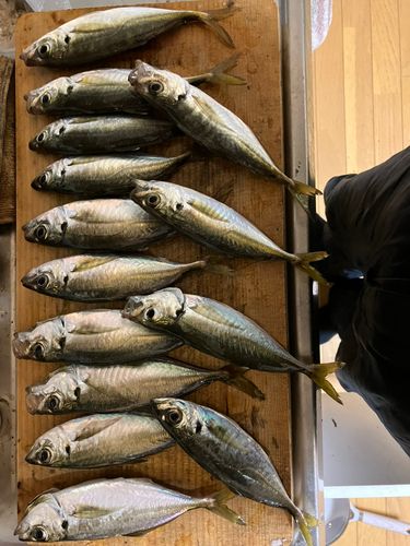 アジの釣果