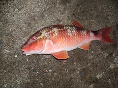 オジサンの釣果