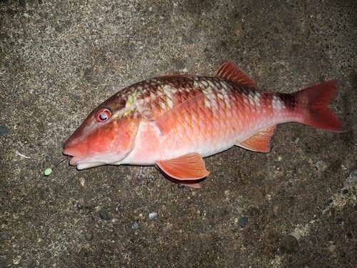 オジサンの釣果