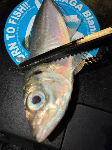 東京湾（アクアライン〜富津）