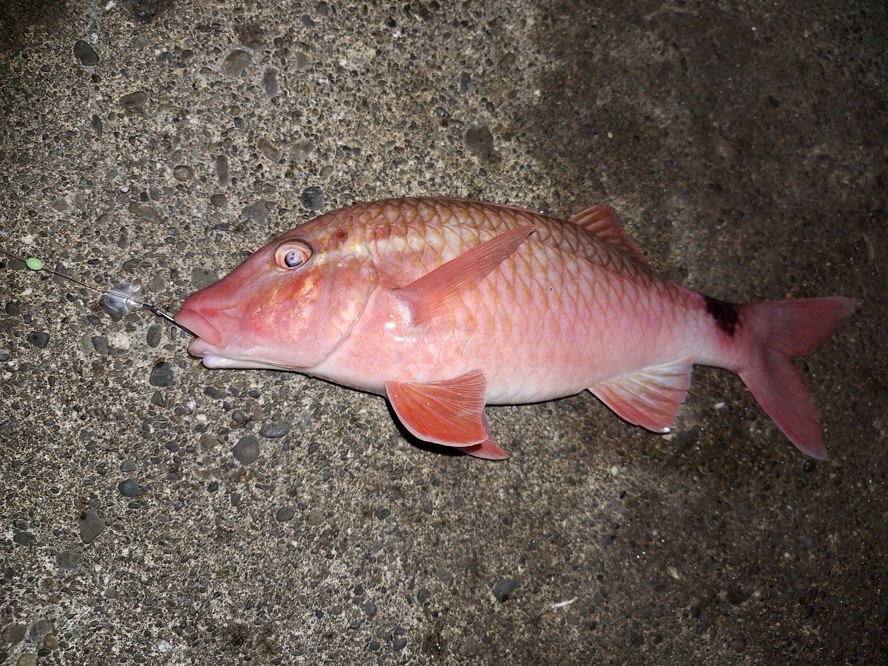 ホウライヒメジ