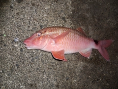 ホウライヒメジの釣果