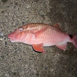 ホウライヒメジ