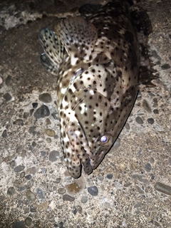 ヤイトハタの釣果