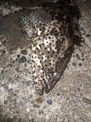 ヤイトハタの釣果