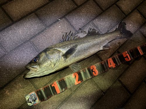 シーバスの釣果