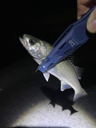 セイゴ（ヒラスズキ）の釣果