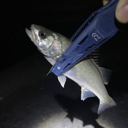 セイゴ（ヒラスズキ）