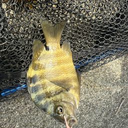 シマスズメダイ