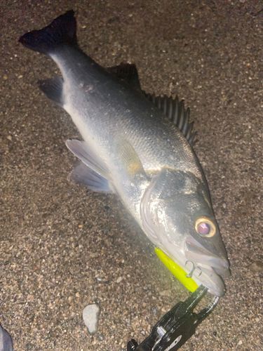 セイゴ（ヒラスズキ）の釣果