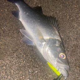 セイゴ（ヒラスズキ）