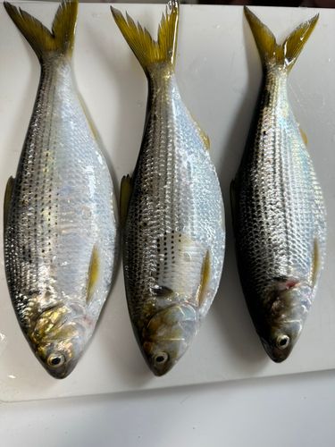 豊洲ぐるり公園