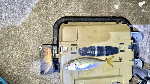 マアジの釣果