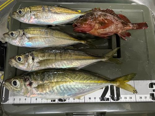アジの釣果