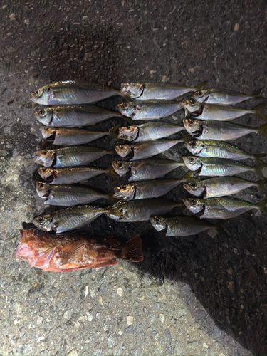 アジの釣果