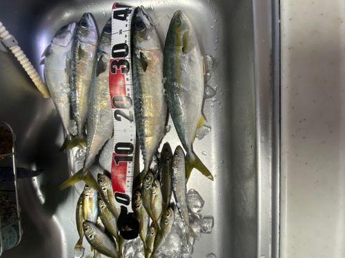 サバの釣果