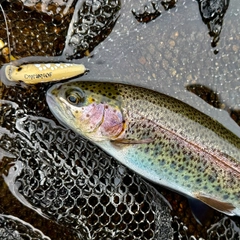 ニジマスの釣果