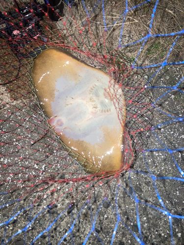 エイの釣果