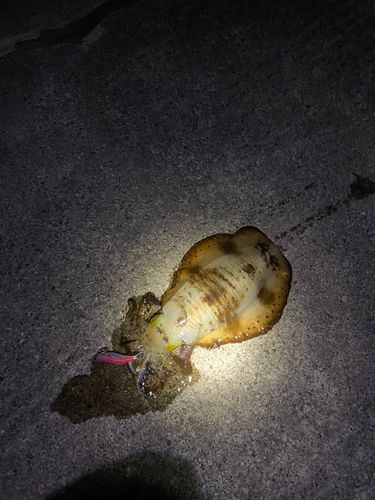 塩屋漁港（大阪）