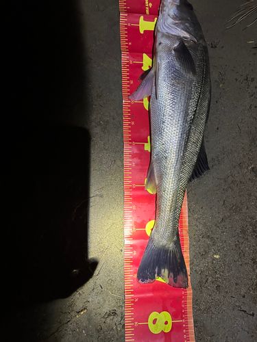 シーバスの釣果