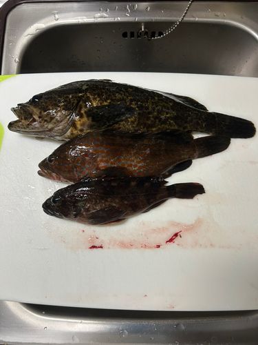 常滑りんくう釣り護岸