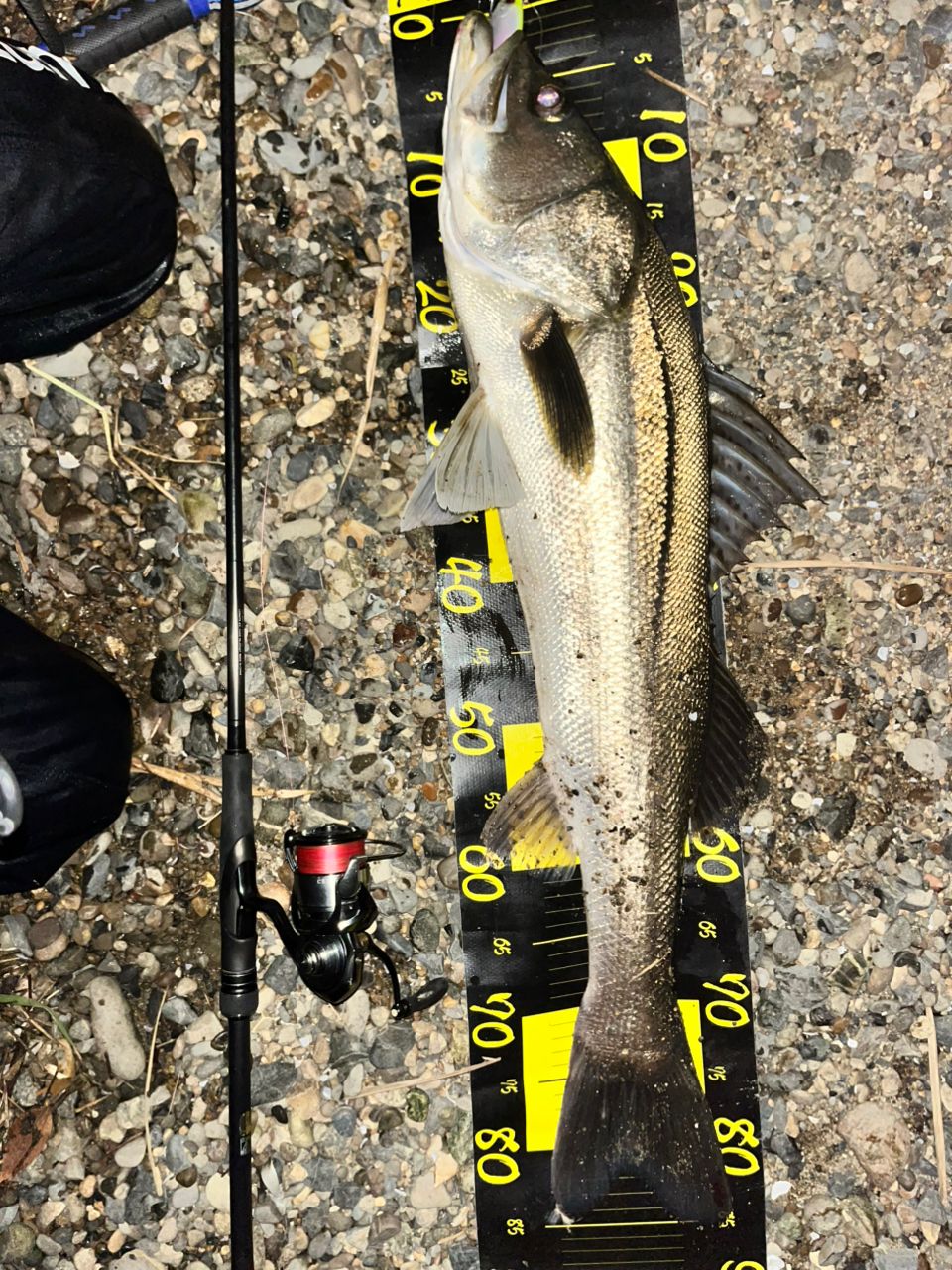 SHIMANO 23ディアルーナ S96MLの最安値・インプレ・釣果 | 本音の