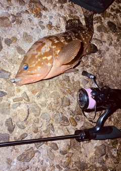 キジハタの釣果