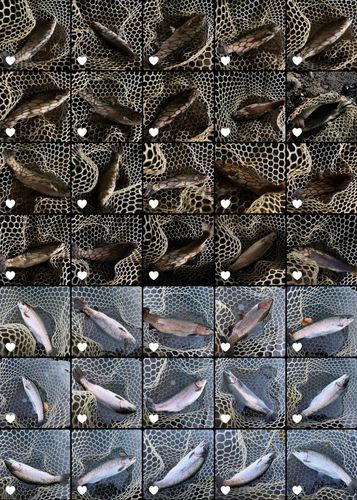 すそのフィッシングパーク