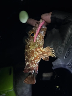 アラカブの釣果