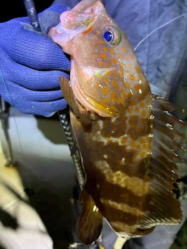 キジハタの釣果