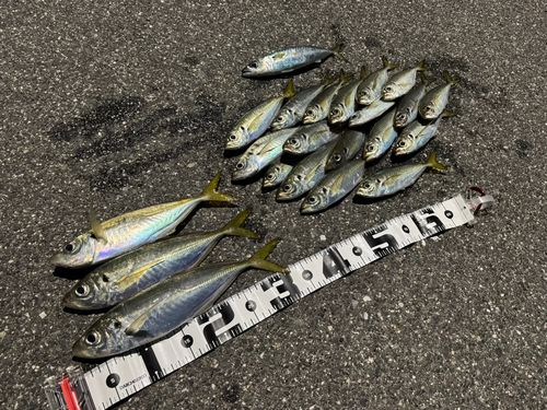 アジの釣果