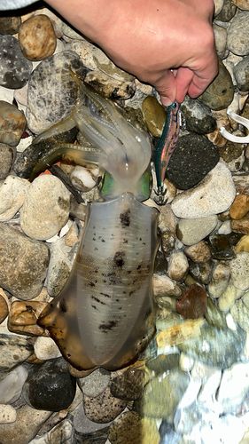 アオリイカの釣果