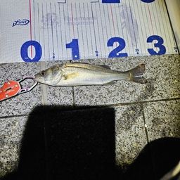 セイゴ（タイリクスズキ）