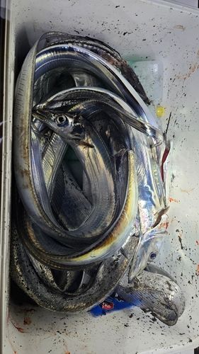 タチウオの釣果