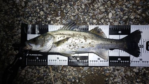 養老川臨海公園