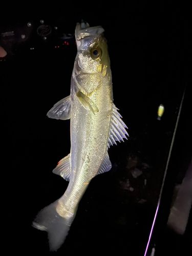 セイゴ（マルスズキ）の釣果