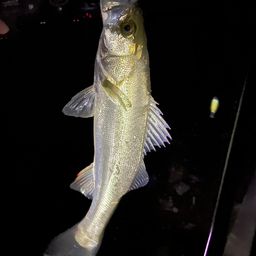 セイゴ（マルスズキ）