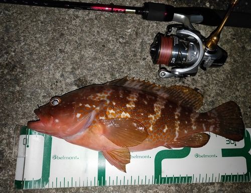 キジハタの釣果