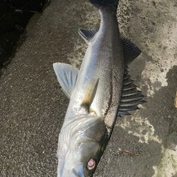 セイゴ（マルスズキ）