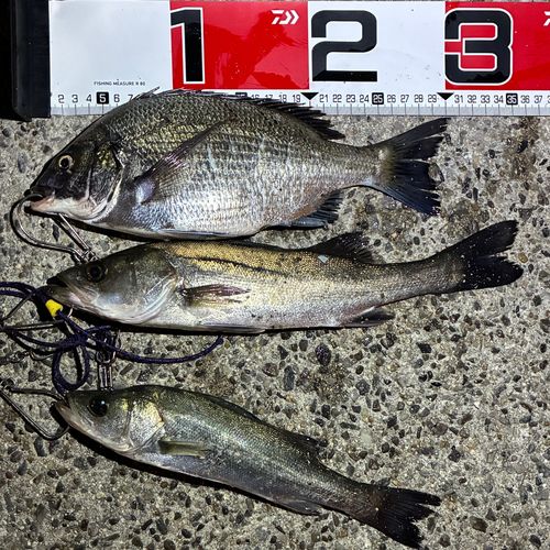 碧南海釣り公園