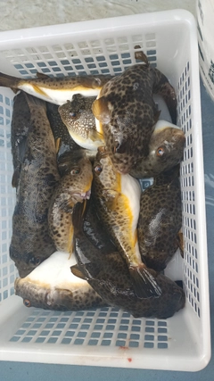 ヒガンフグの釣果